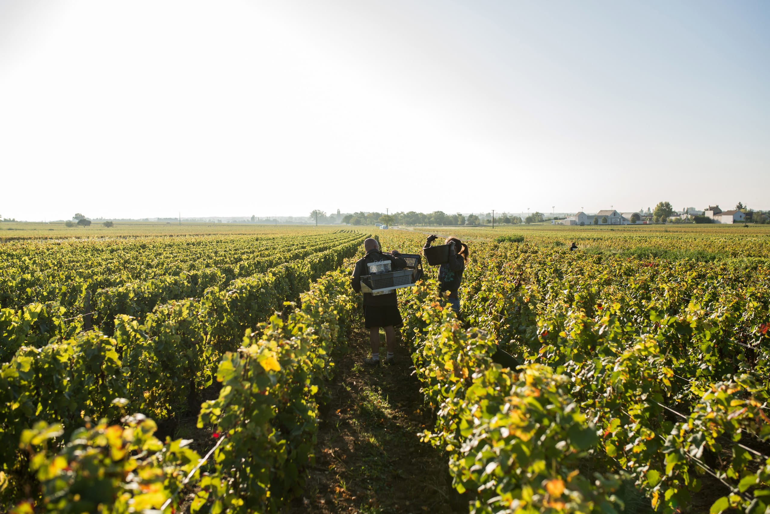 Des solutions sur-mesure, de la vigne jusqu’à la commercialisation.